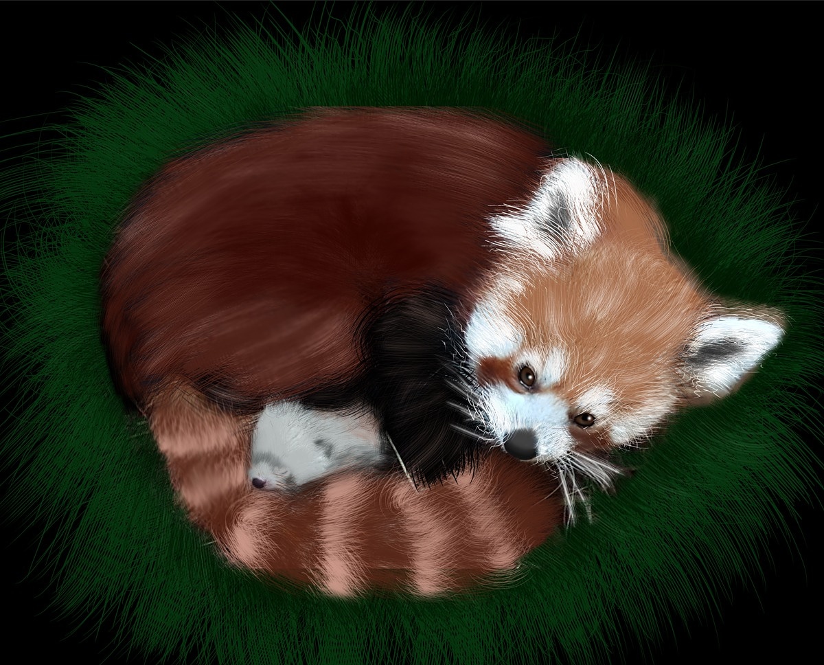 A Red Panda I drew | Scrolller